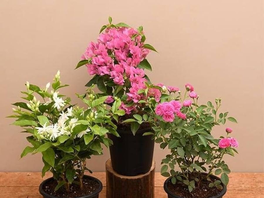 Flowering plants