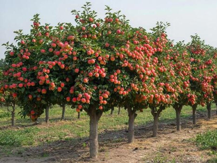Fruit plants