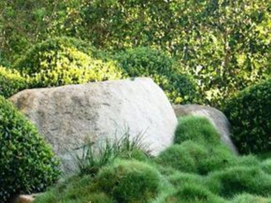Grasses and ground cover