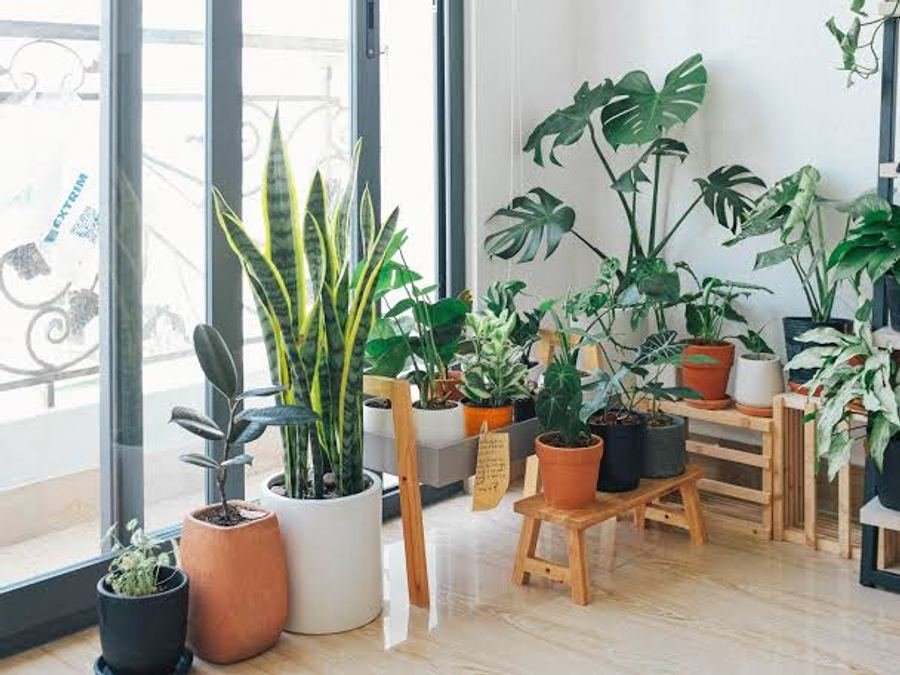 Indoor plants