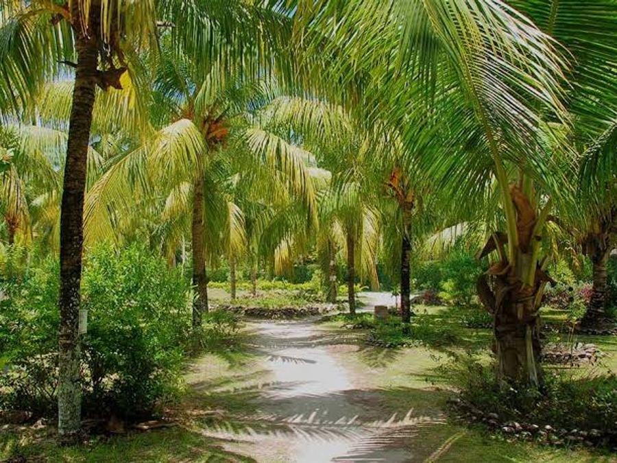 Palms and cycads