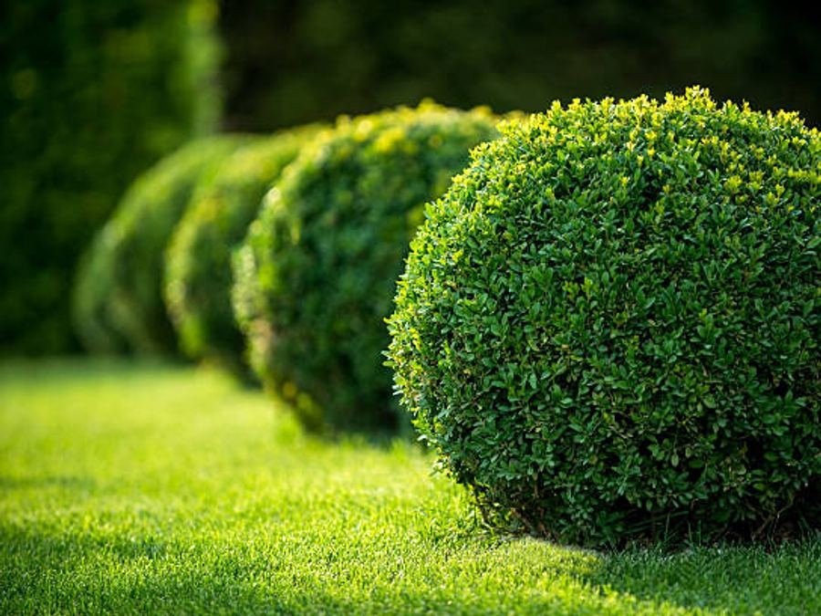 Shrubs and hedges