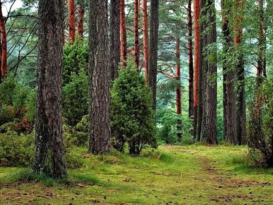 Trees and timber