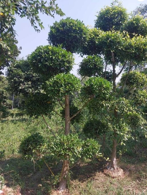 Nursery and landscape work
