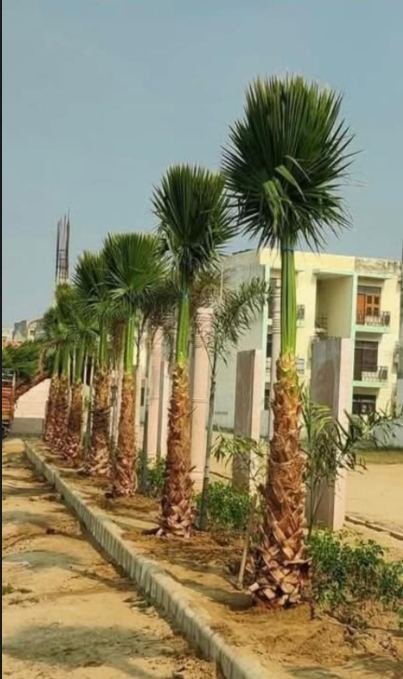 Nursery and landscape work